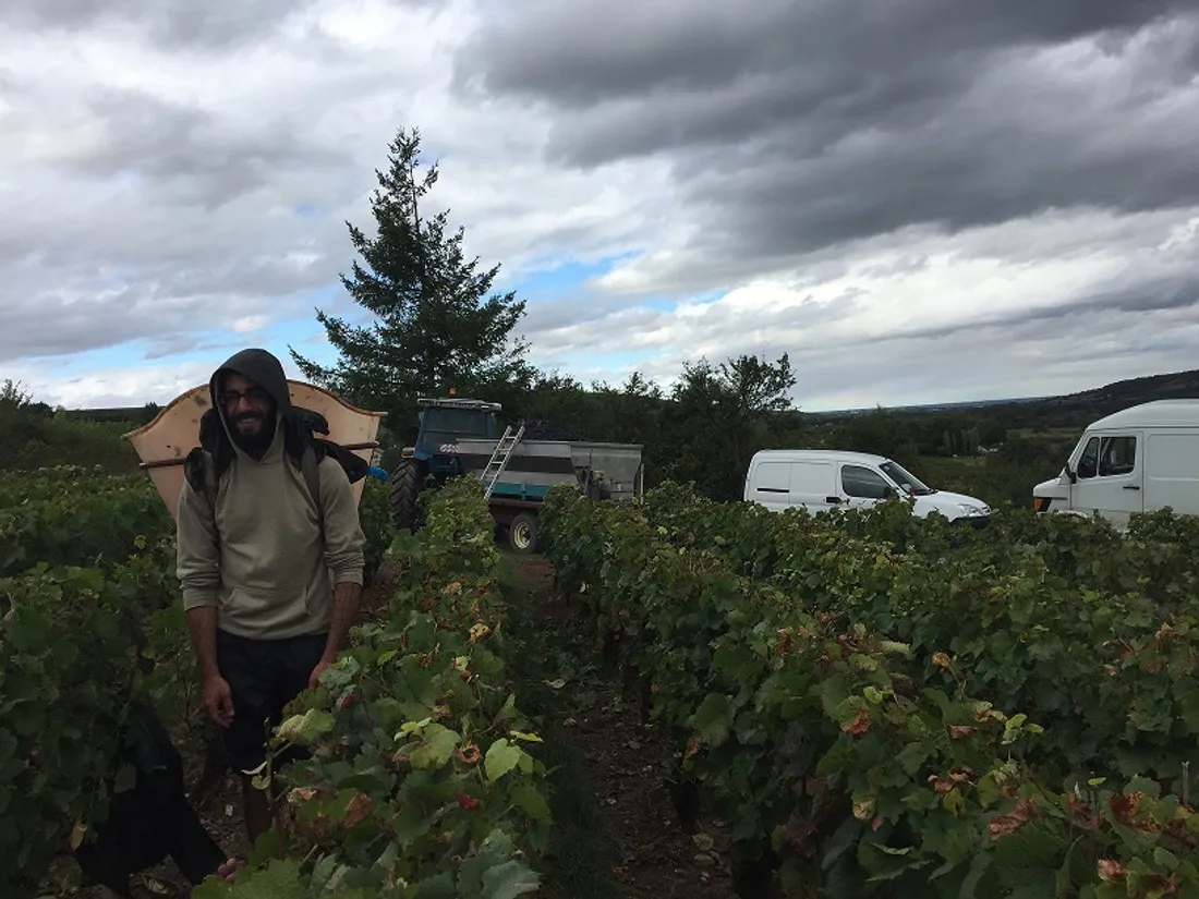 Les vendanges ont débuté ce week-end dans de nombreux domaines viticoles du département